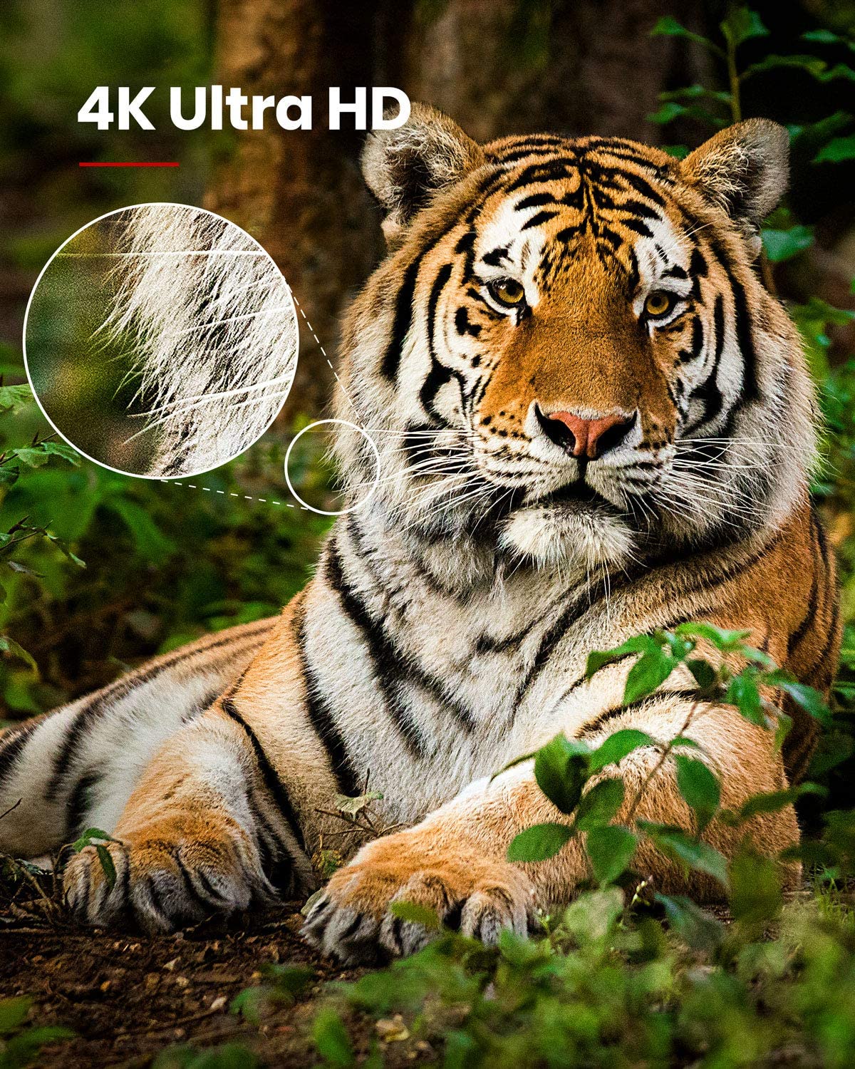 See tigers in 4K Ultra HD with Nebula Cosmos Max.
